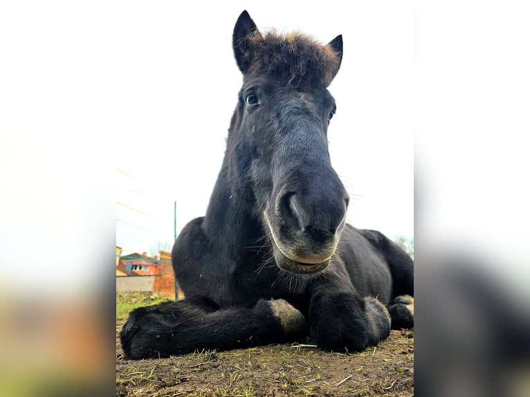 Islandpferd Stute 13 Jahre 143 cm  in Erfurt