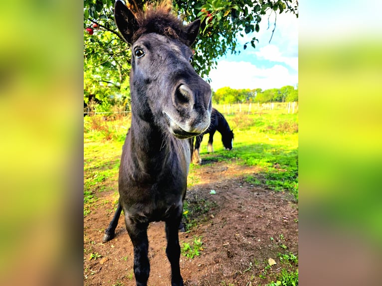 Islandpferd Stute 13 Jahre 143 cm  in Erfurt
