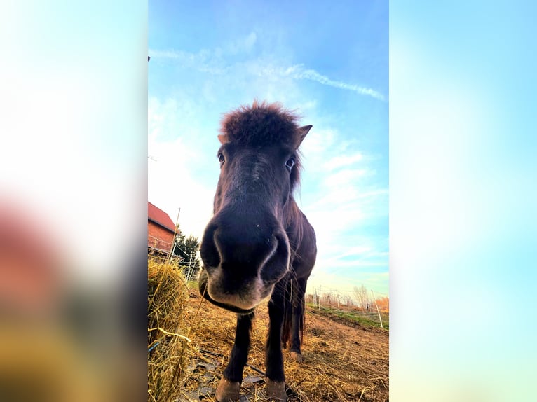 Islandpferd Stute 13 Jahre 143 cm  in Erfurt
