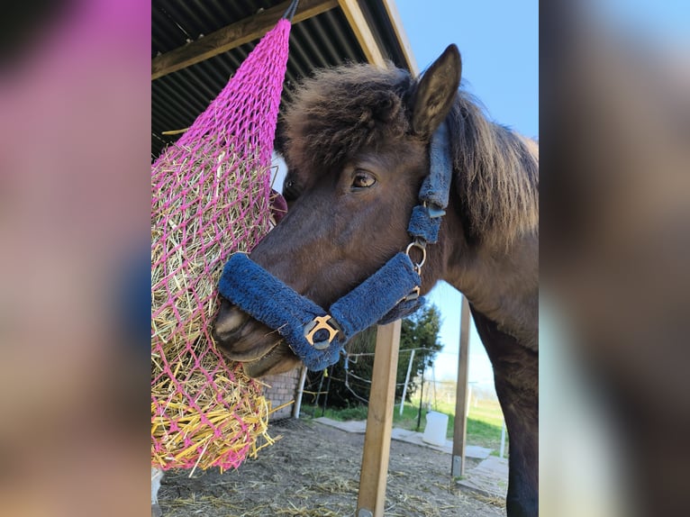 Islandpferd Stute 13 Jahre 143 cm  in Erfurt