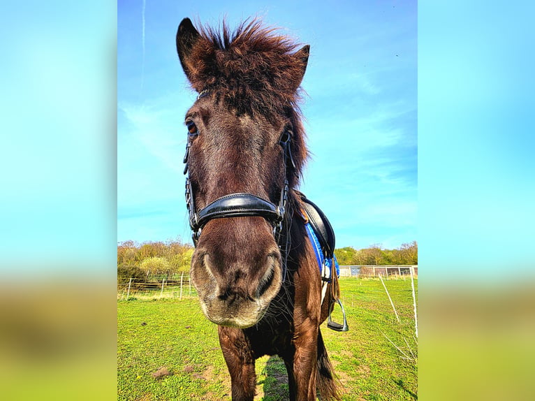 Islandpferd Stute 13 Jahre 143 cm  in Erfurt