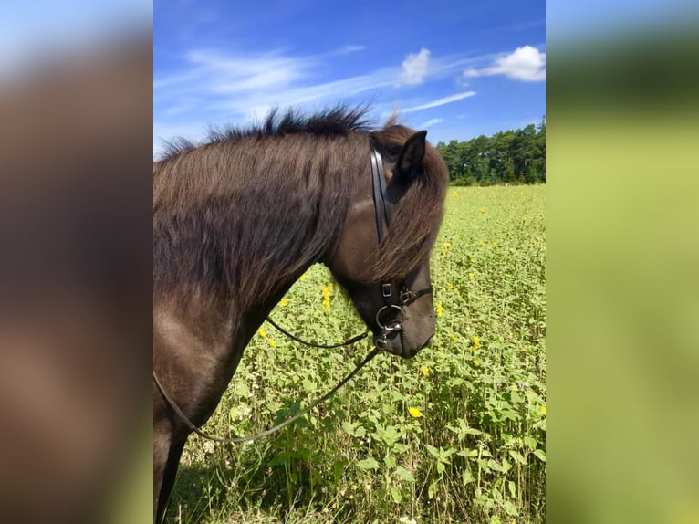 Islandpferd Stute 13 Jahre 143 cm Rappe in RheinbachRheinbach