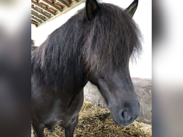 Islandpferd Stute 13 Jahre 143 cm Rappe in RheinbachRheinbach