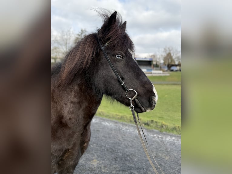 Islandpferd Stute 13 Jahre 144 cm Rappe in Bad Honnef