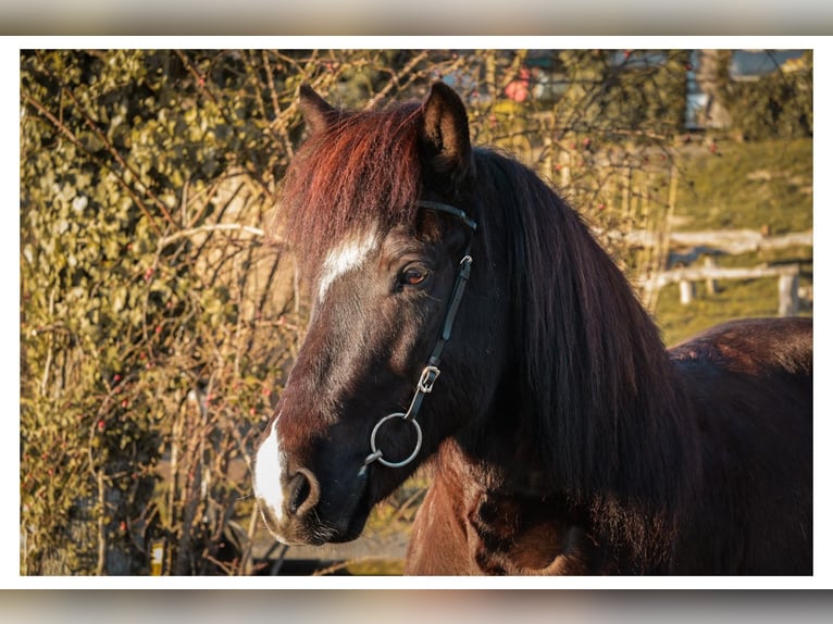 Islandpferd Stute 13 Jahre 144 cm Rappe in Bad Honnef
