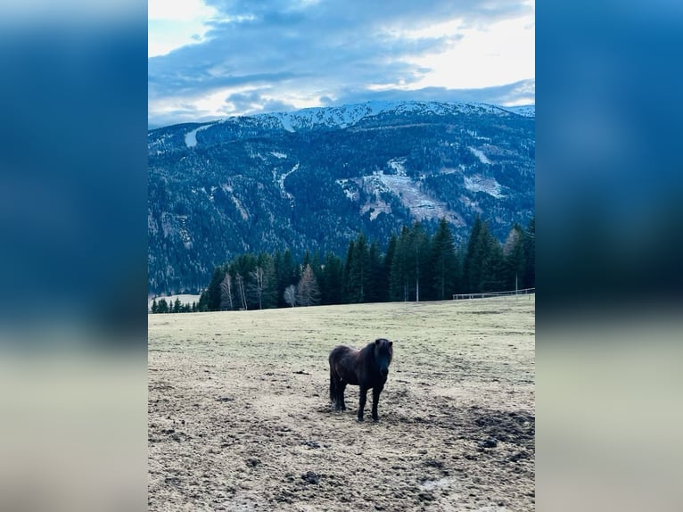 Islandpferd Stute 13 Jahre 145 cm Rappe in Mariapfarr