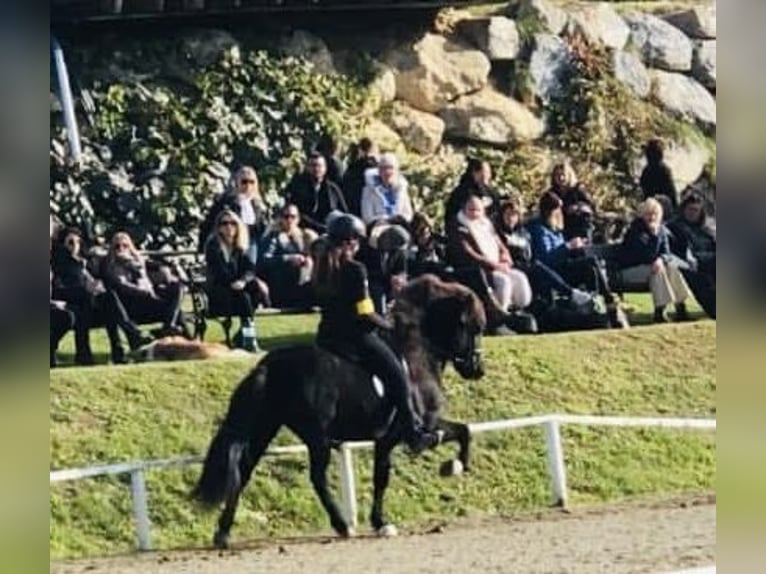 Islandpferd Stute 13 Jahre 145 cm Rappe in Mariapfarr