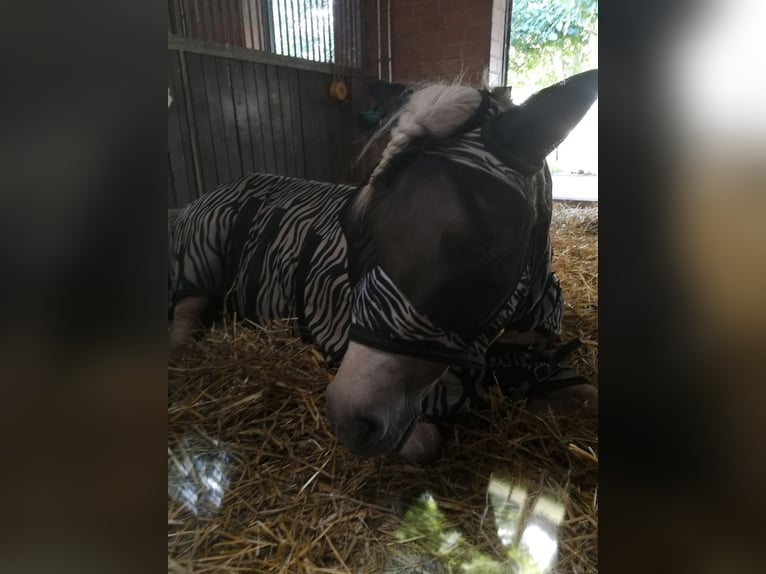 Islandpferd Stute 14 Jahre 132 cm Cremello in Kaarst