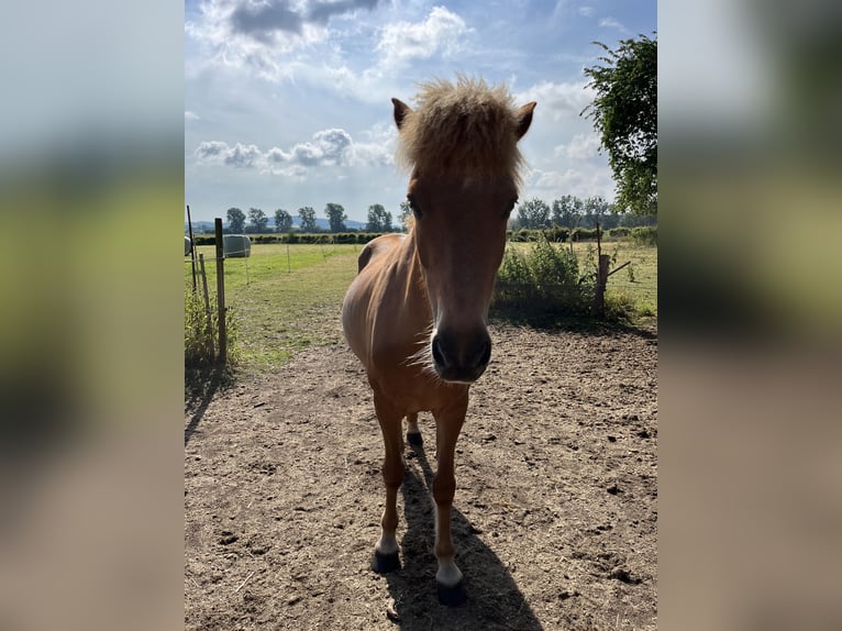 Islandpferd Stute 14 Jahre 133 cm Fuchs in Wennigsen