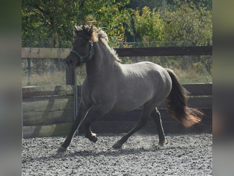 Islandpferd Stute 14 Jahre 133 cm Grullo in Dahnen