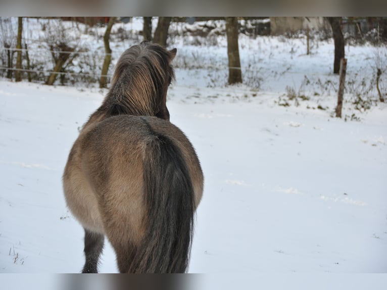 Islandpferd Stute 14 Jahre 133 cm Grullo in Dahnen