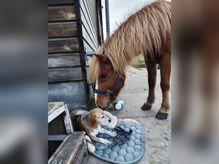 Islandpferd Stute 14 Jahre 134 cm Fuchs in Nehms