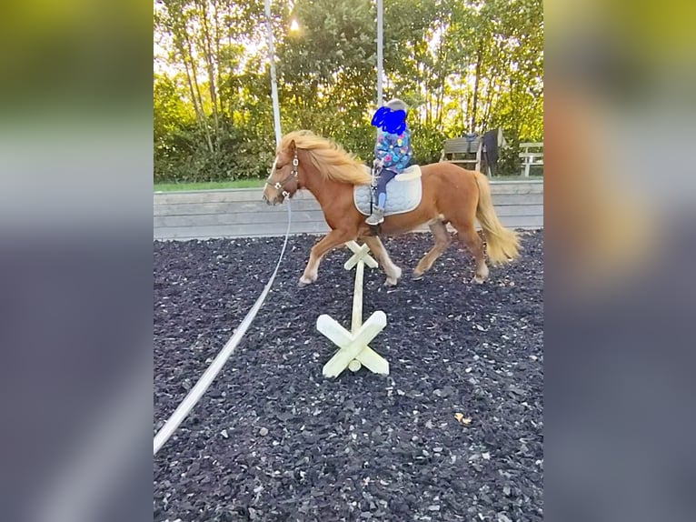 Islandpferd Stute 14 Jahre 134 cm Fuchs in Nehms