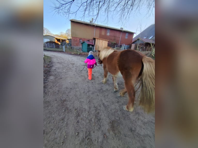 Islandpferd Stute 14 Jahre 134 cm Fuchs in Nehms