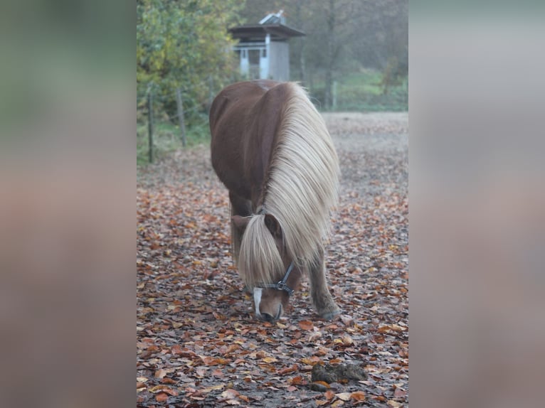 Islandpferd Stute 14 Jahre 134 cm Fuchs in Nehms
