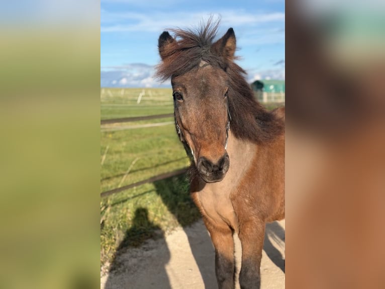 Islandpferd Stute 14 Jahre 135 cm Brauner in Aichtal