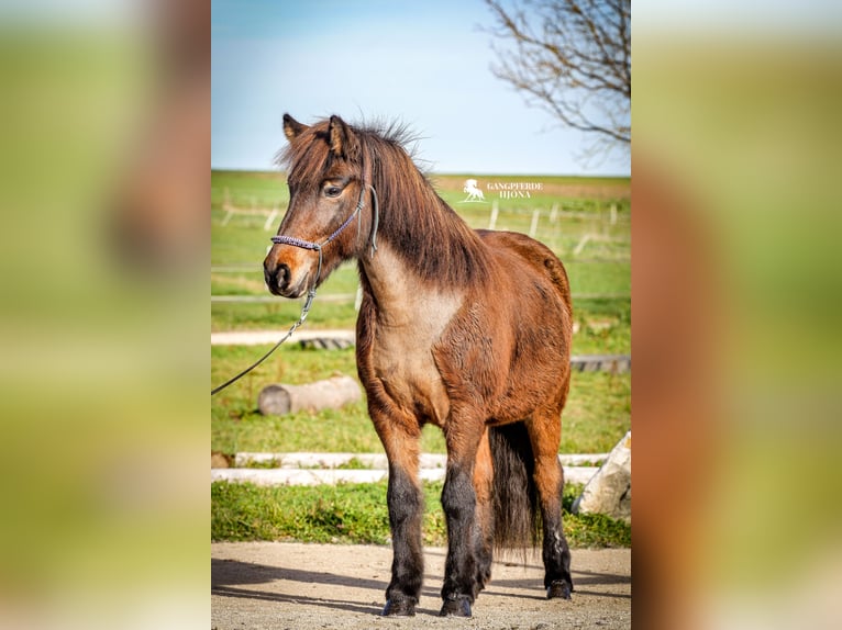 Islandpferd Stute 14 Jahre 135 cm Brauner in Aichtal