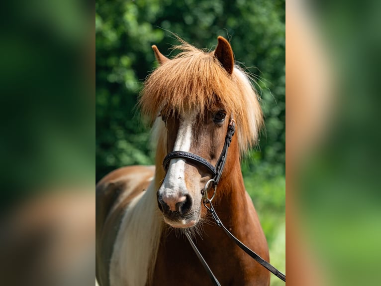 Islandpferd Stute 14 Jahre 135 cm Tobiano-alle-Farben in Gross Offenseth Aspern