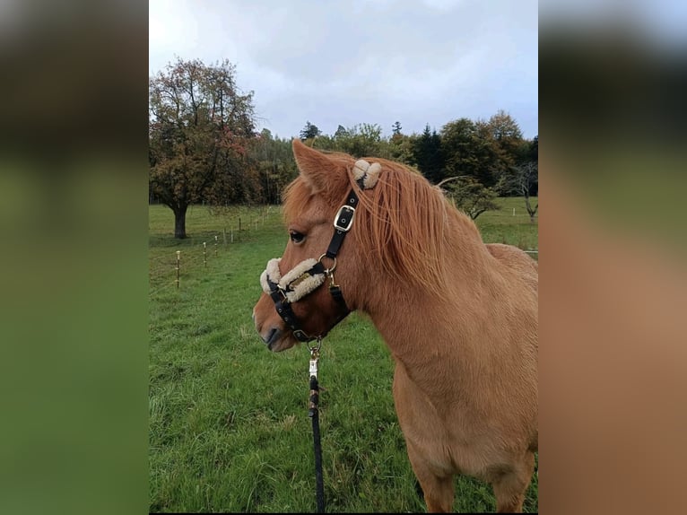 Islandpferd Stute 14 Jahre 136 cm Falbe in Malsch