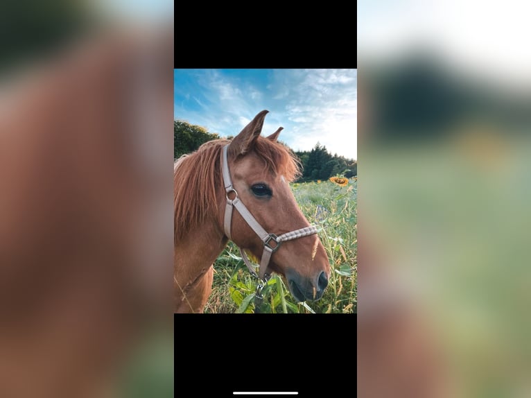 Islandpferd Stute 14 Jahre 136 cm Falbe in Malsch