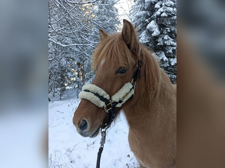 Islandpferd Stute 14 Jahre 136 cm Falbe in Malsch