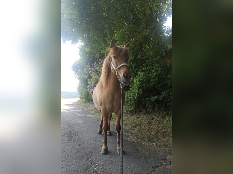 Islandpferd Stute 14 Jahre 136 cm Falbe in Malsch
