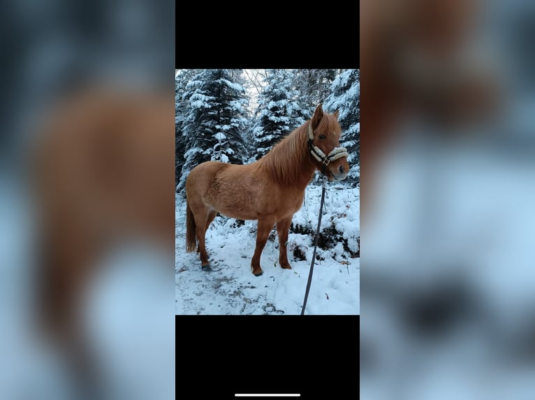 Islandpferd Stute 14 Jahre 136 cm Falbe in Malsch
