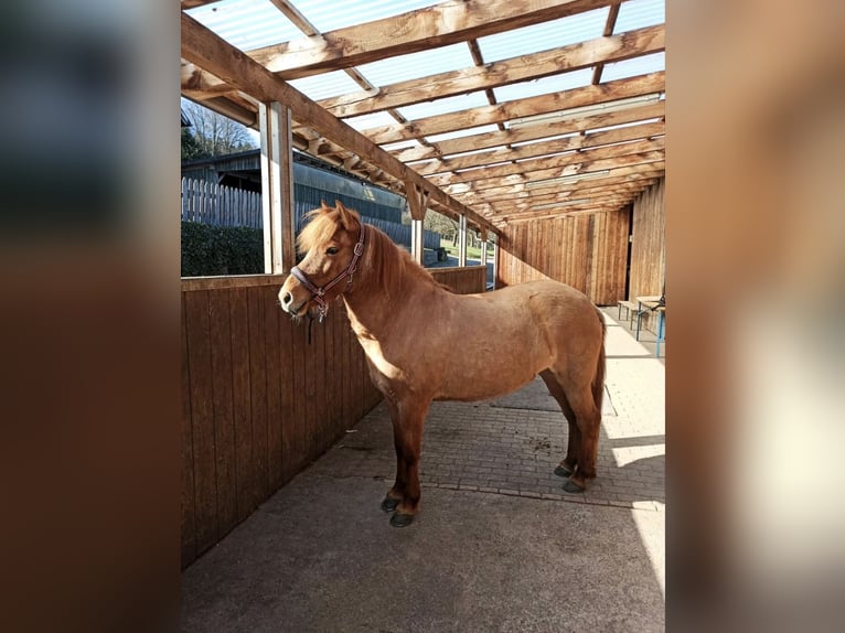 Islandpferd Stute 14 Jahre 136 cm Falbe in Malsch