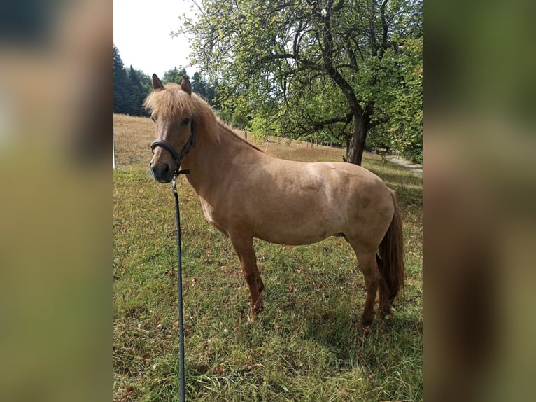 Islandpferd Stute 14 Jahre 136 cm Falbe in Malsch