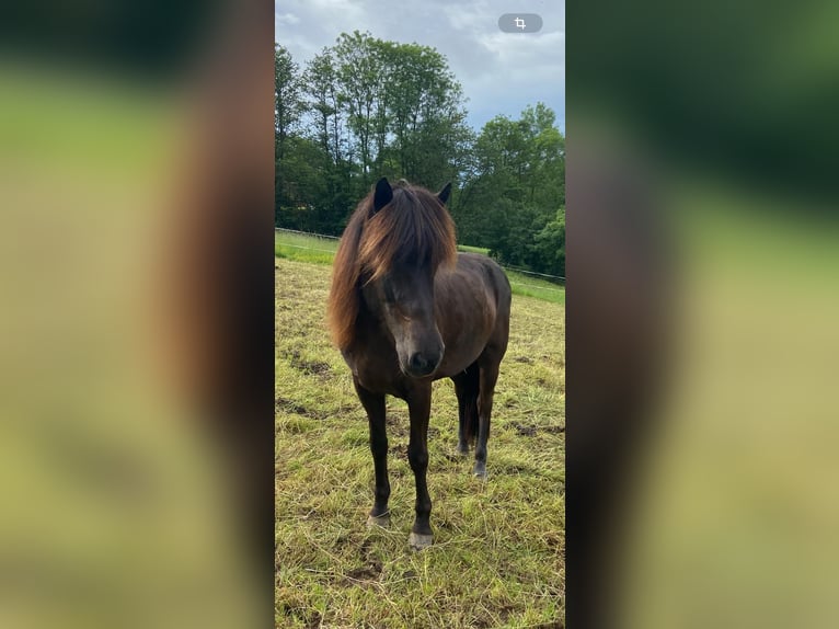 Islandpferd Stute 14 Jahre 136 cm Rappe in Steinau