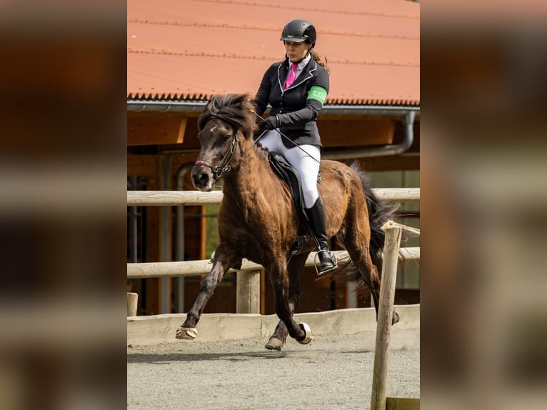 Islandpferd Stute 14 Jahre 136 cm Rappe in Steinau