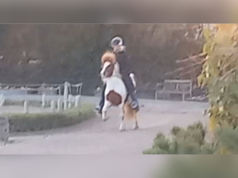 Islandpferd Stute 14 Jahre 136 cm Schecke in Breitscheid