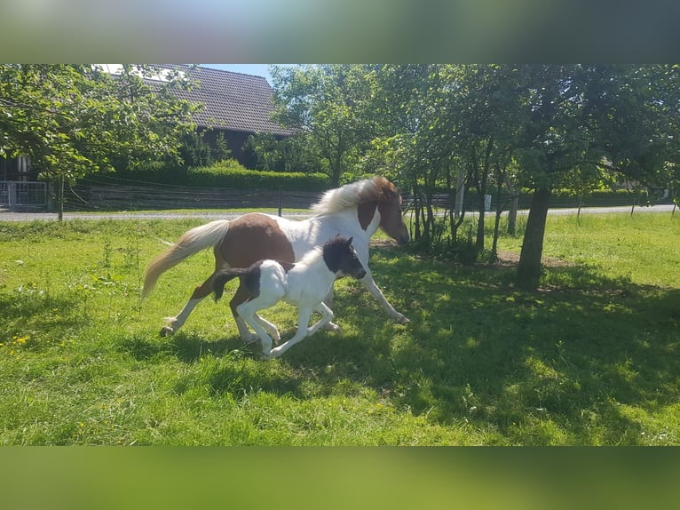 Islandpferd Stute 14 Jahre 136 cm Schecke in Breitscheid