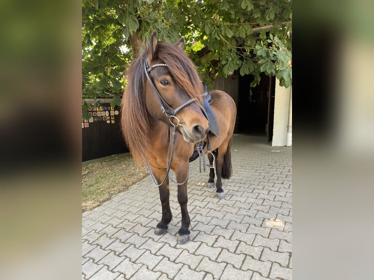 Islandpferd Stute 14 Jahre 137 cm Brauner in Aidlingen