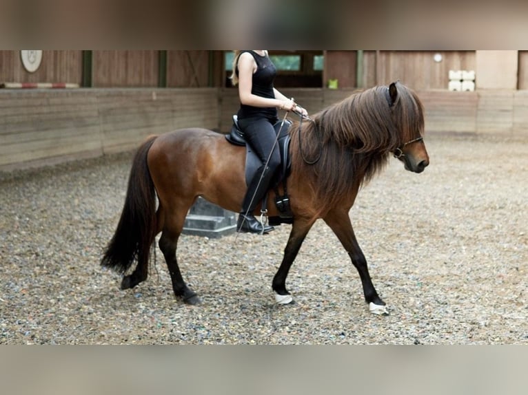 Islandpferd Stute 14 Jahre 137 cm Brauner in Aidlingen