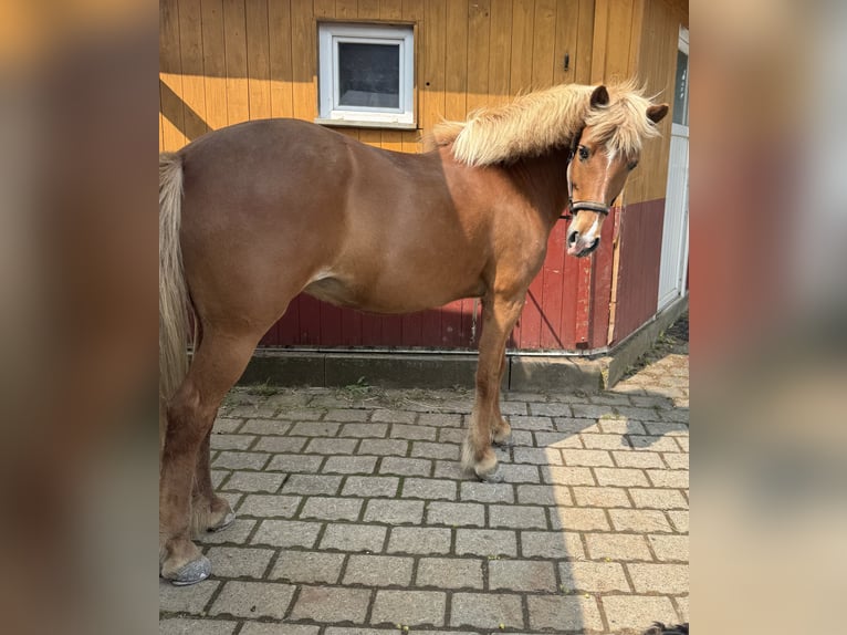 Islandpferd Stute 14 Jahre 137 cm Fuchs in Ober-M&#xF6;rlen
