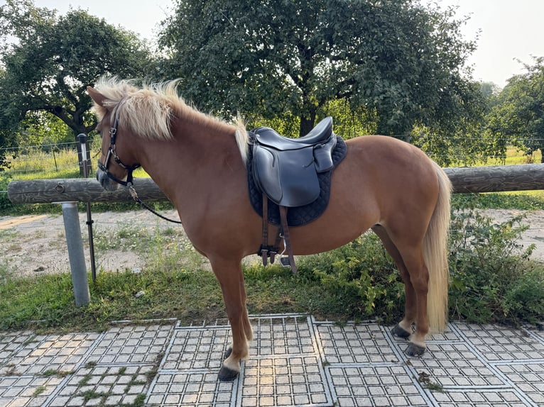 Islandpferd Stute 14 Jahre 137 cm Fuchs in Ober-M&#xF6;rlen