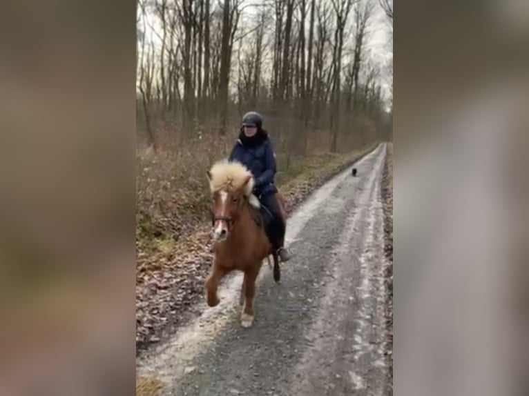 Islandpferd Stute 14 Jahre 137 cm Fuchs in Ober-M&#xF6;rlen