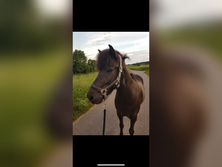 Islandpferd Stute 14 Jahre 137 cm Rappe in Welschbillig