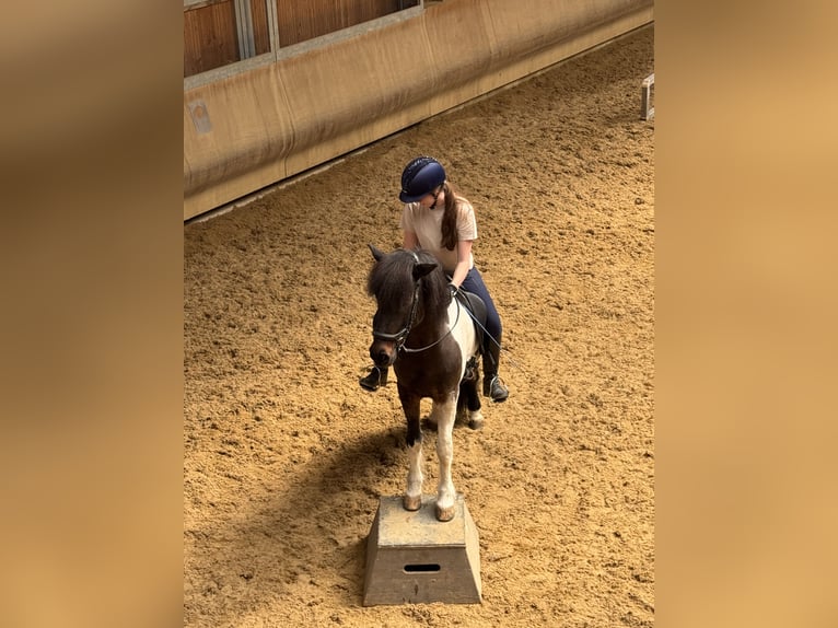 Islandpferd Stute 14 Jahre 137 cm Schecke in Meckenbeuren