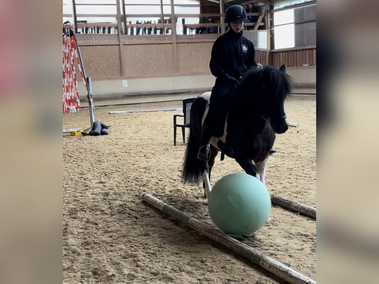 Islandpferd Stute 14 Jahre 137 cm Schecke in Meckenbeuren