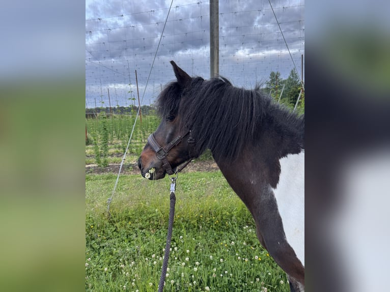 Islandpferd Stute 14 Jahre 137 cm Schecke in Meckenbeuren