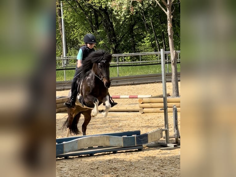 Islandpferd Stute 14 Jahre 137 cm Schecke in Meckenbeuren