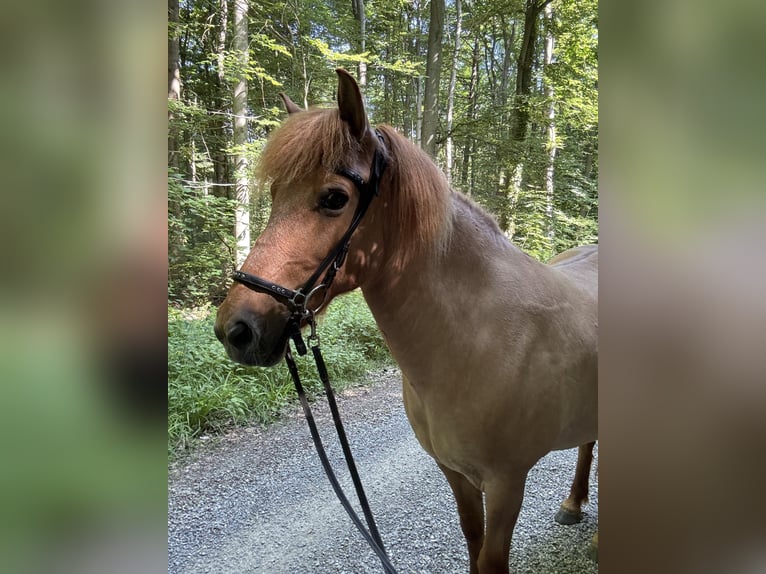 Islandpferd Stute 14 Jahre 138 cm Falbe in Malsch