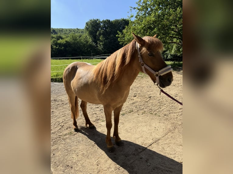 Islandpferd Stute 14 Jahre 138 cm Falbe in Malsch