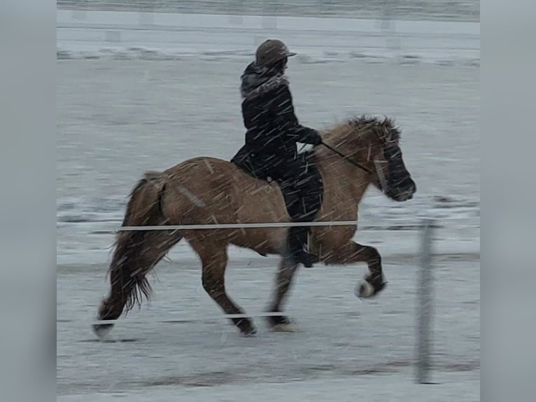 Islandpferd Stute 14 Jahre 138 cm Falbe in Ahrenshoop