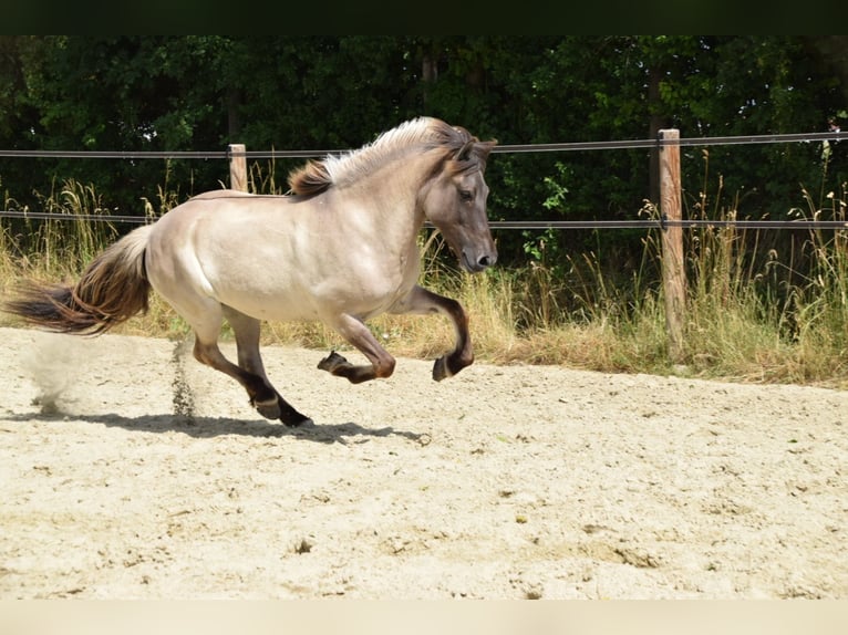 Islandpferd Stute 14 Jahre 138 cm Falbe in Ahrenshoop