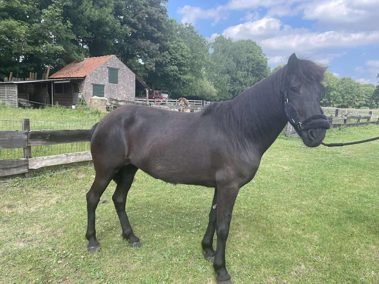 Islandpferd Stute 14 Jahre 138 cm in Westmalle