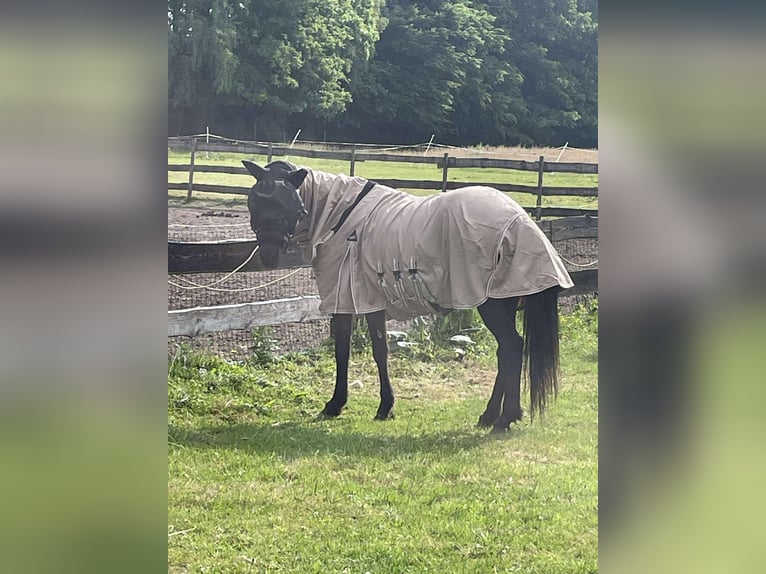 Islandpferd Stute 14 Jahre 138 cm in Westmalle