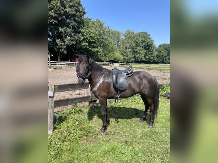 Islandpferd Stute 14 Jahre 138 cm in Westmalle